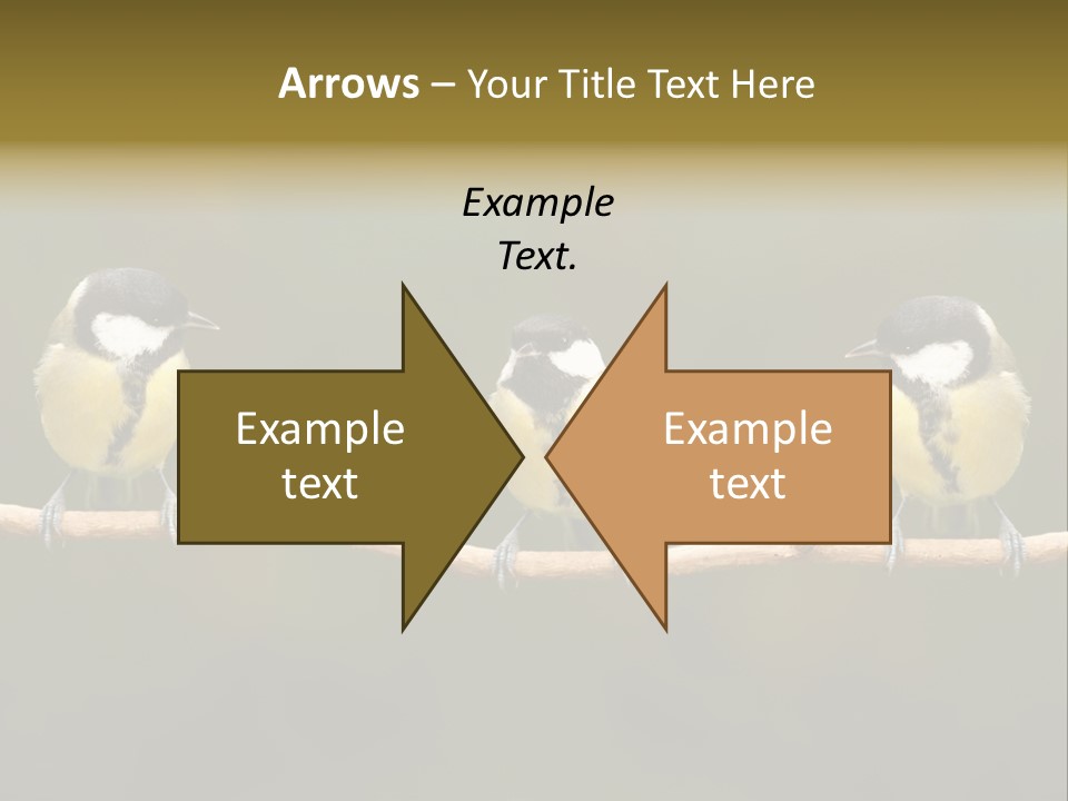 Bird Bird Life Small PowerPoint Template