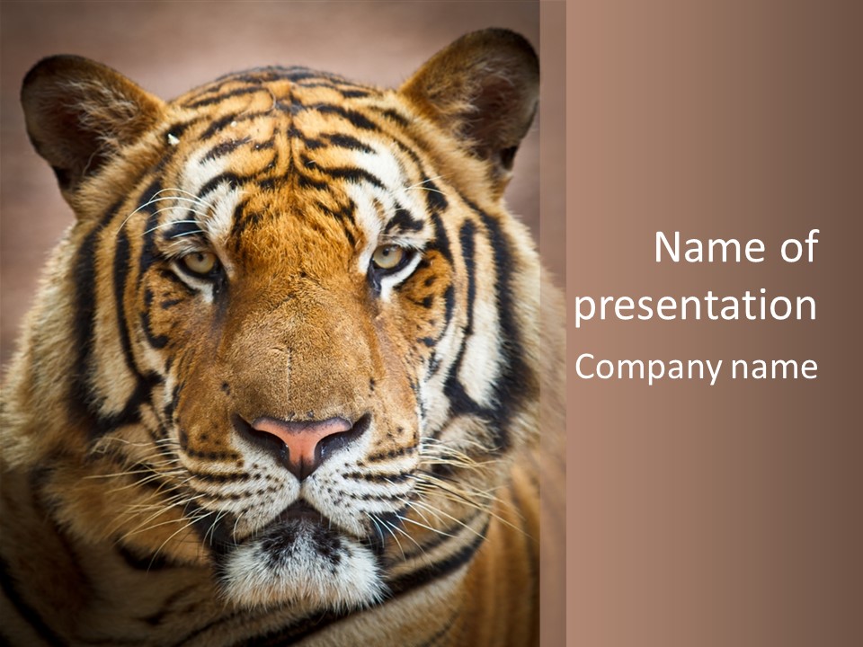 Tiger Page Closeup Safari PowerPoint Template