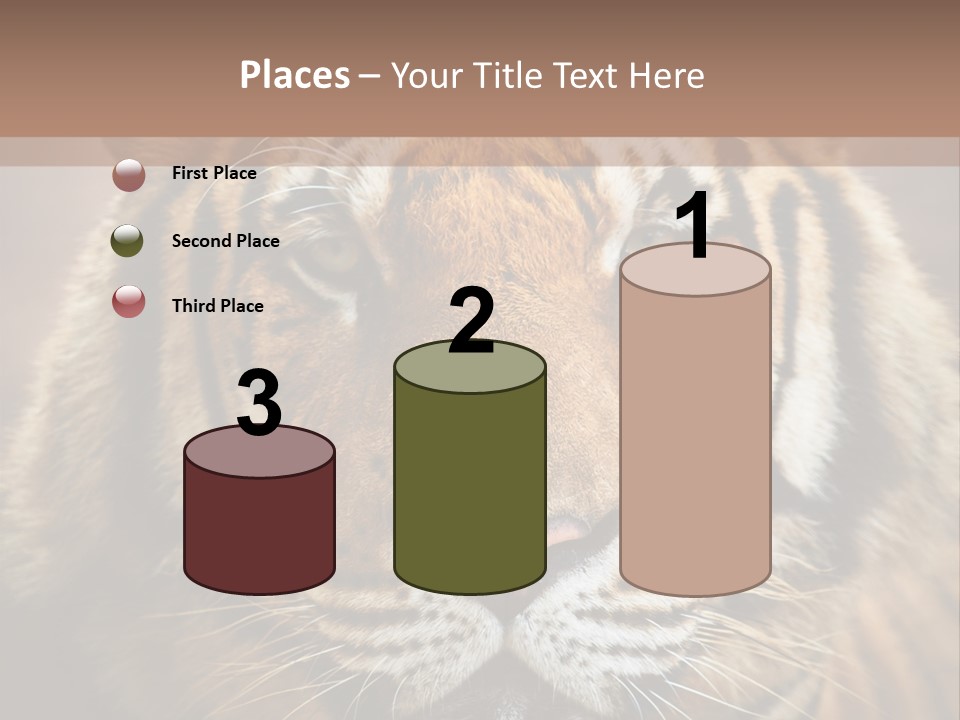 Tiger Page Closeup Safari PowerPoint Template
