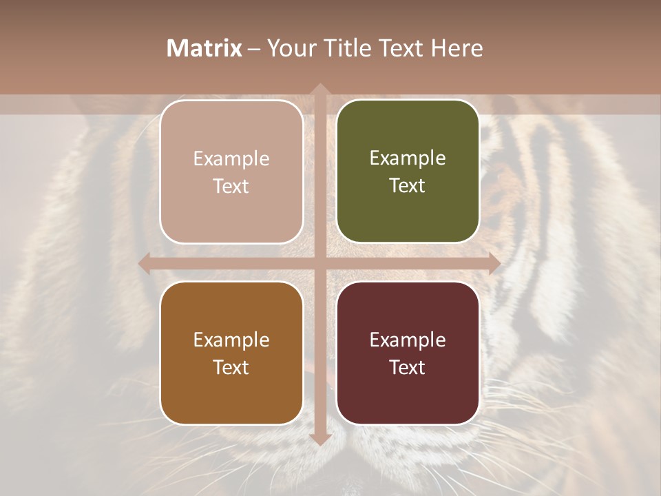 Tiger Page Closeup Safari PowerPoint Template