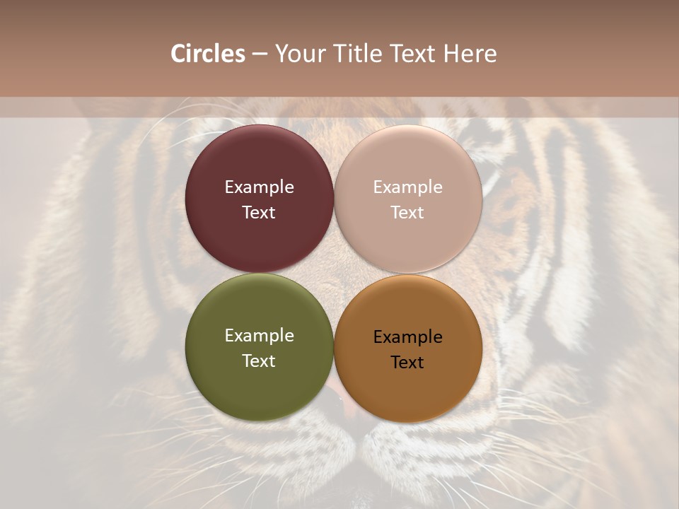 Tiger Page Closeup Safari PowerPoint Template