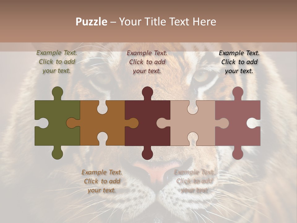 Tiger Page Closeup Safari PowerPoint Template