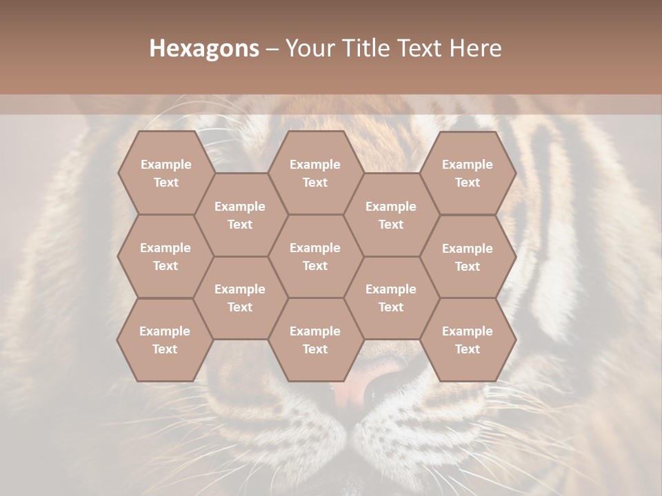 Tiger Page Closeup Safari PowerPoint Template