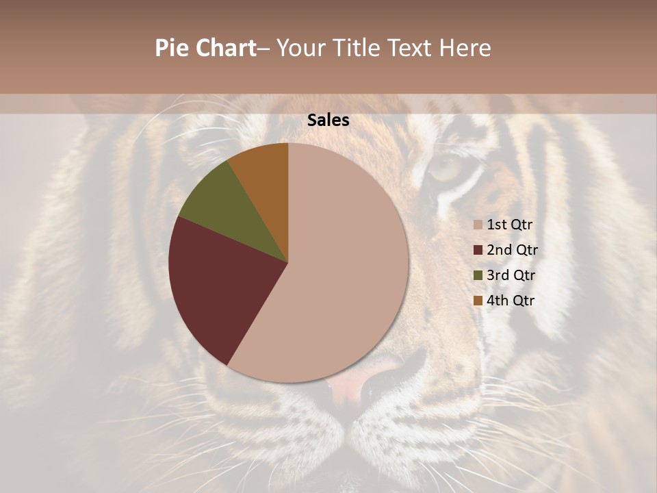 Tiger Page Closeup Safari PowerPoint Template