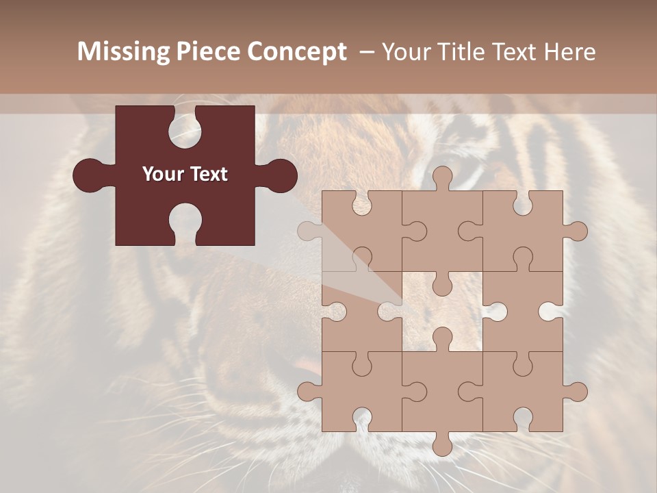 Tiger Page Closeup Safari PowerPoint Template