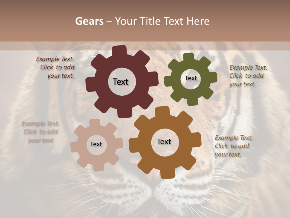 Tiger Page Closeup Safari PowerPoint Template