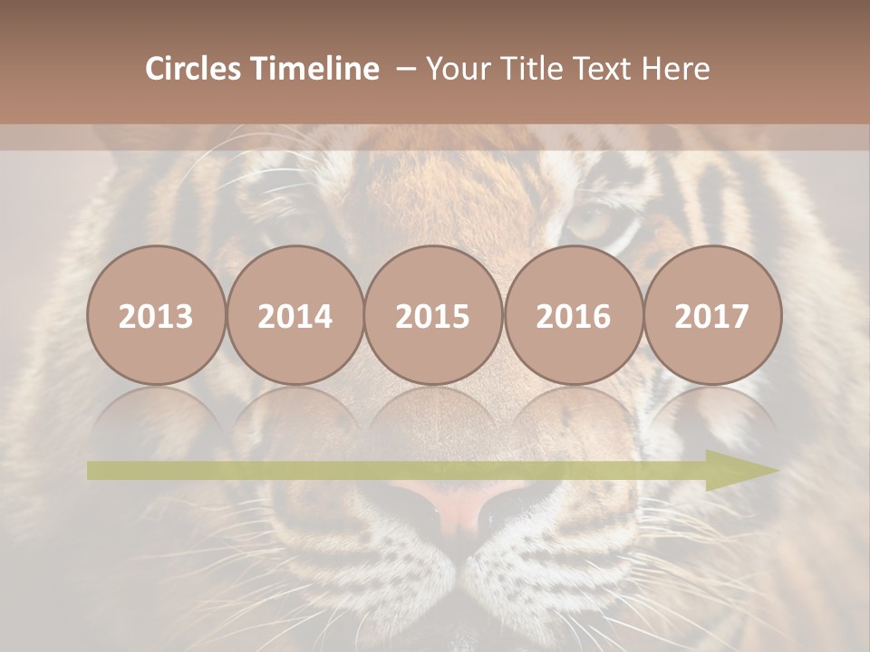 Tiger Page Closeup Safari PowerPoint Template