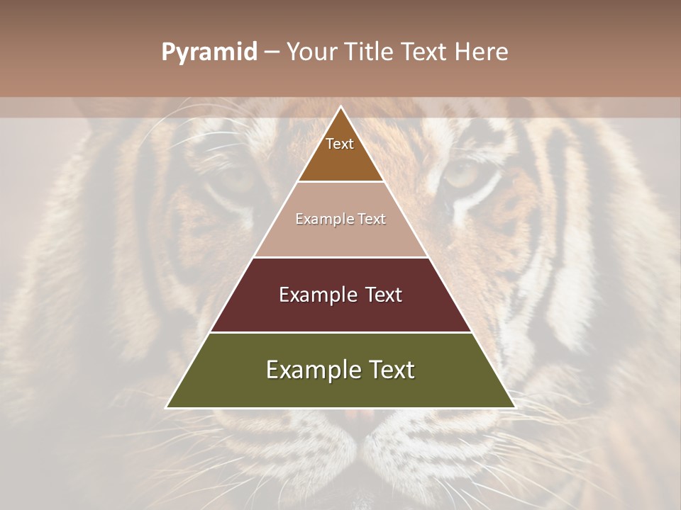 Tiger Page Closeup Safari PowerPoint Template