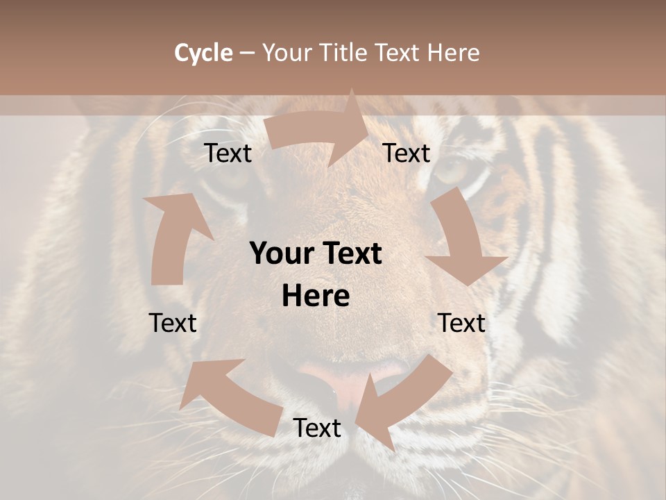Tiger Page Closeup Safari PowerPoint Template