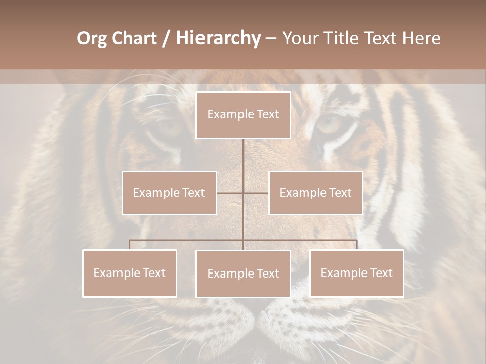 Tiger Page Closeup Safari PowerPoint Template