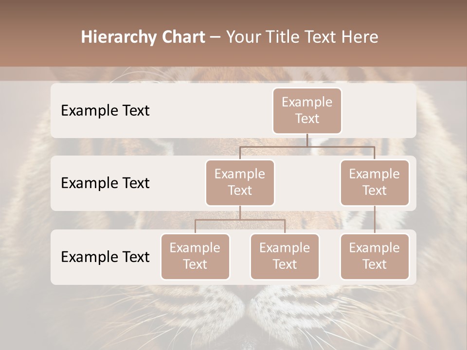 Tiger Page Closeup Safari PowerPoint Template