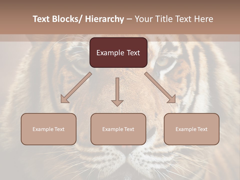 Tiger Page Closeup Safari PowerPoint Template
