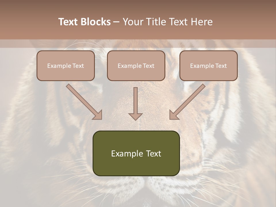 Tiger Page Closeup Safari PowerPoint Template