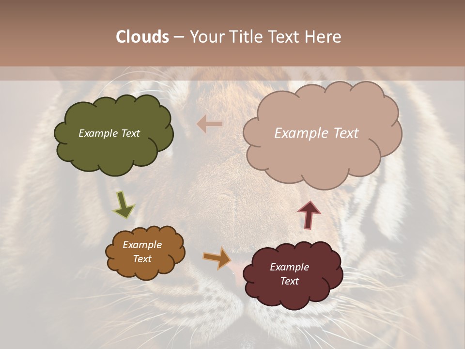 Tiger Page Closeup Safari PowerPoint Template