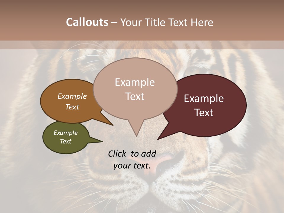 Tiger Page Closeup Safari PowerPoint Template