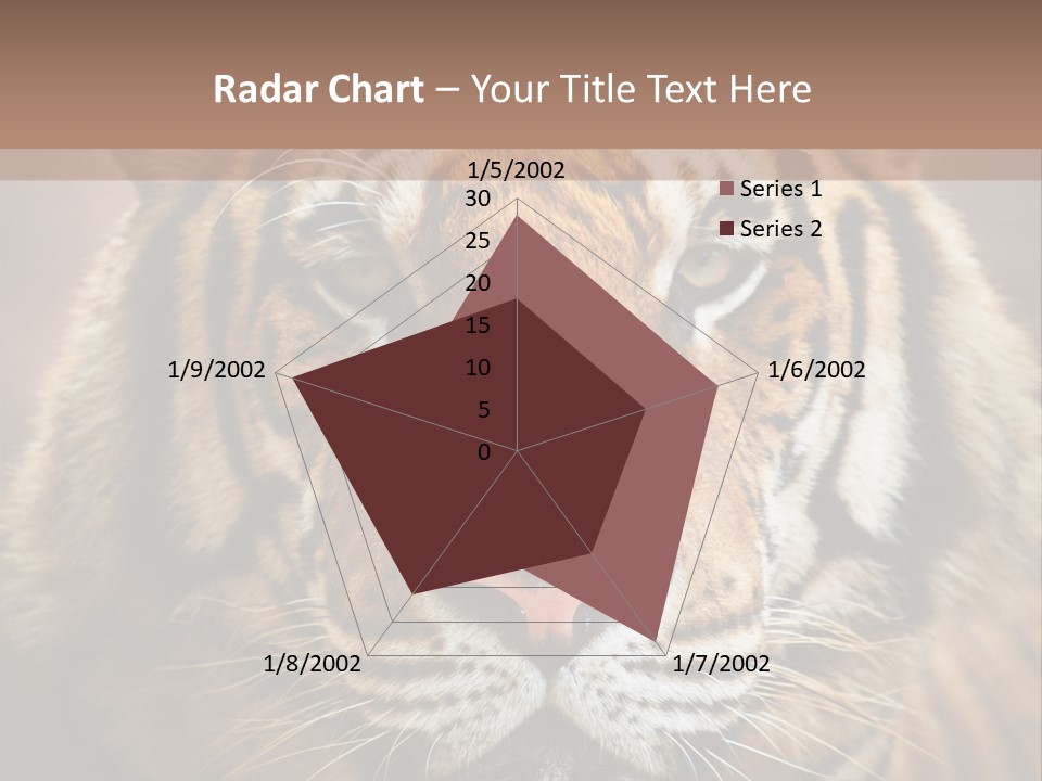 Tiger Page Closeup Safari PowerPoint Template