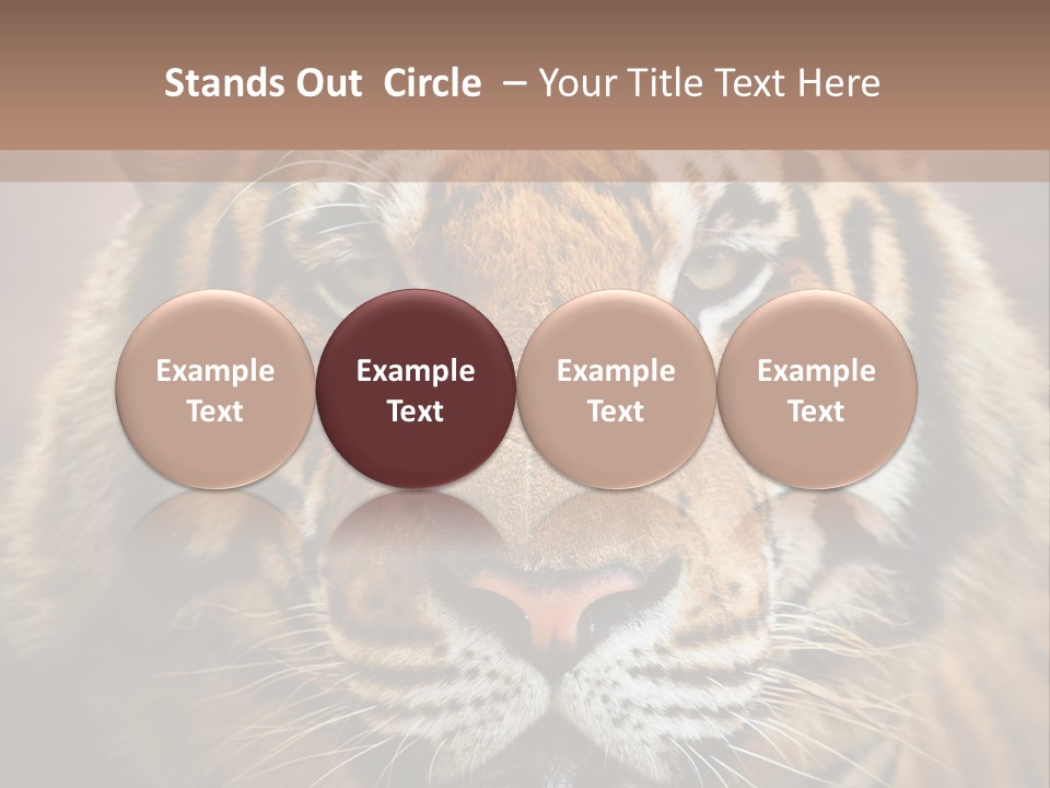 Tiger Page Closeup Safari PowerPoint Template