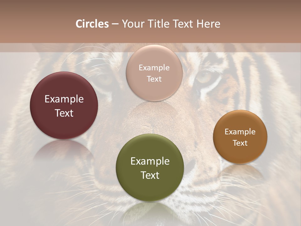 Tiger Page Closeup Safari PowerPoint Template