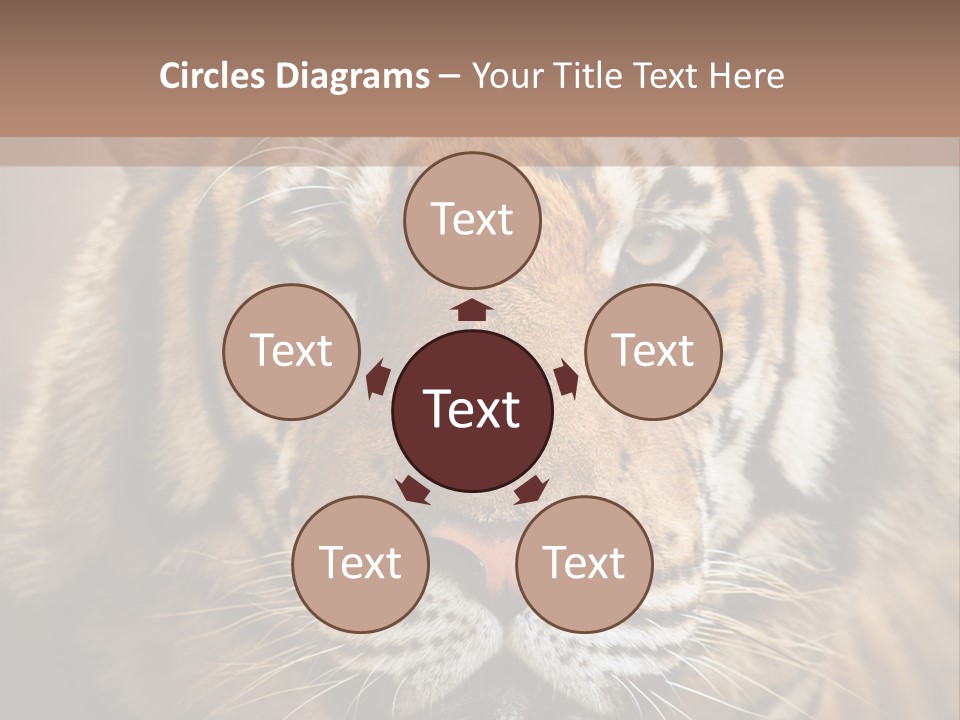 Tiger Page Closeup Safari PowerPoint Template