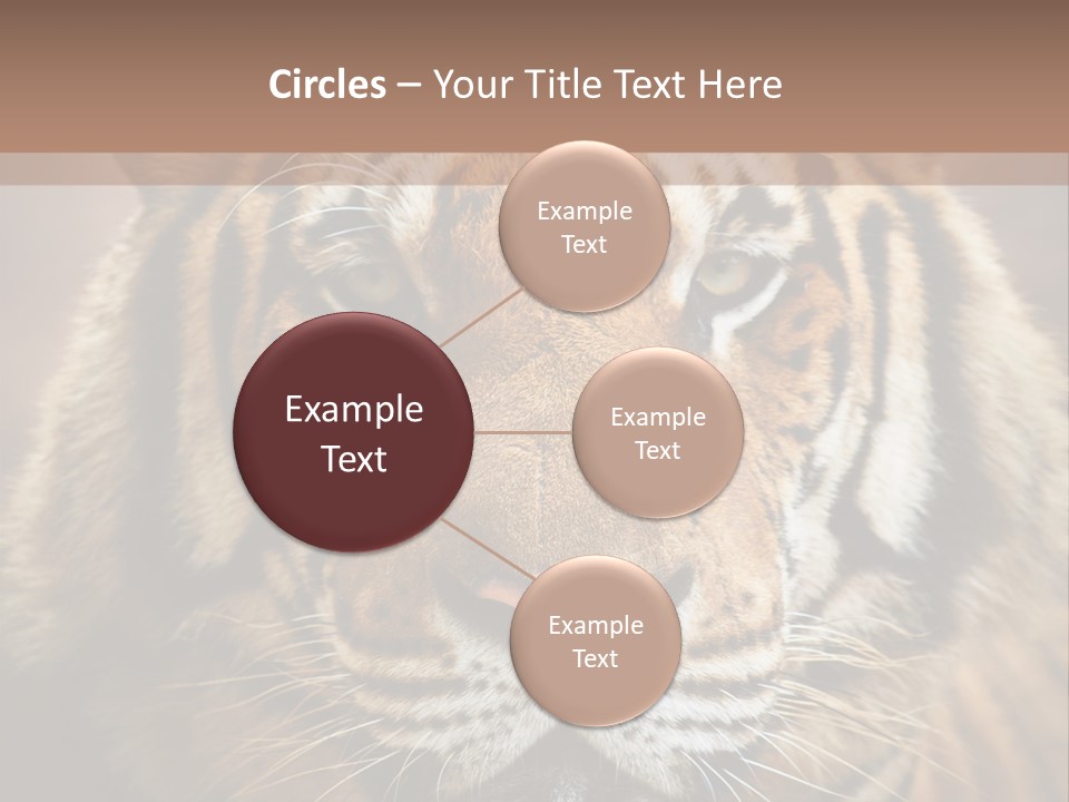 Tiger Page Closeup Safari PowerPoint Template