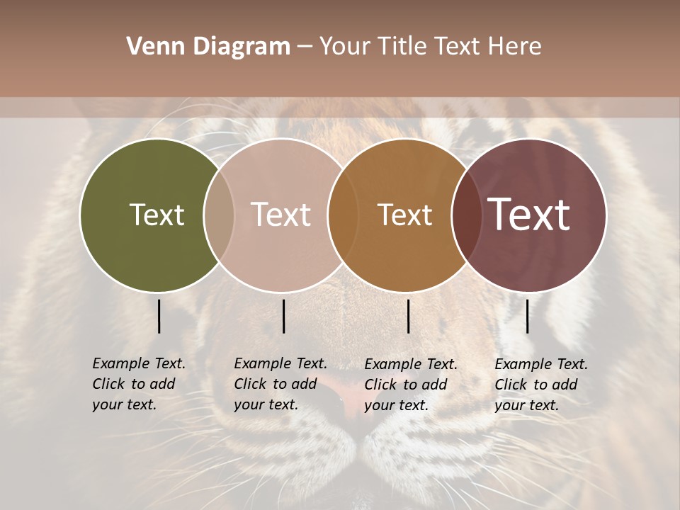 Tiger Page Closeup Safari PowerPoint Template