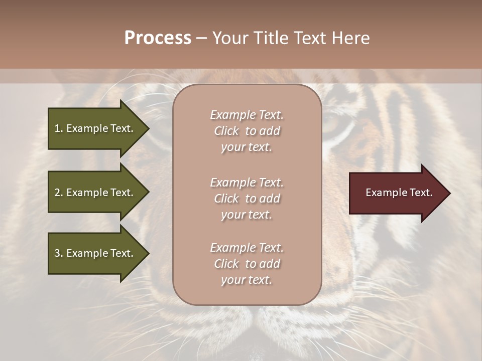 Tiger Page Closeup Safari PowerPoint Template