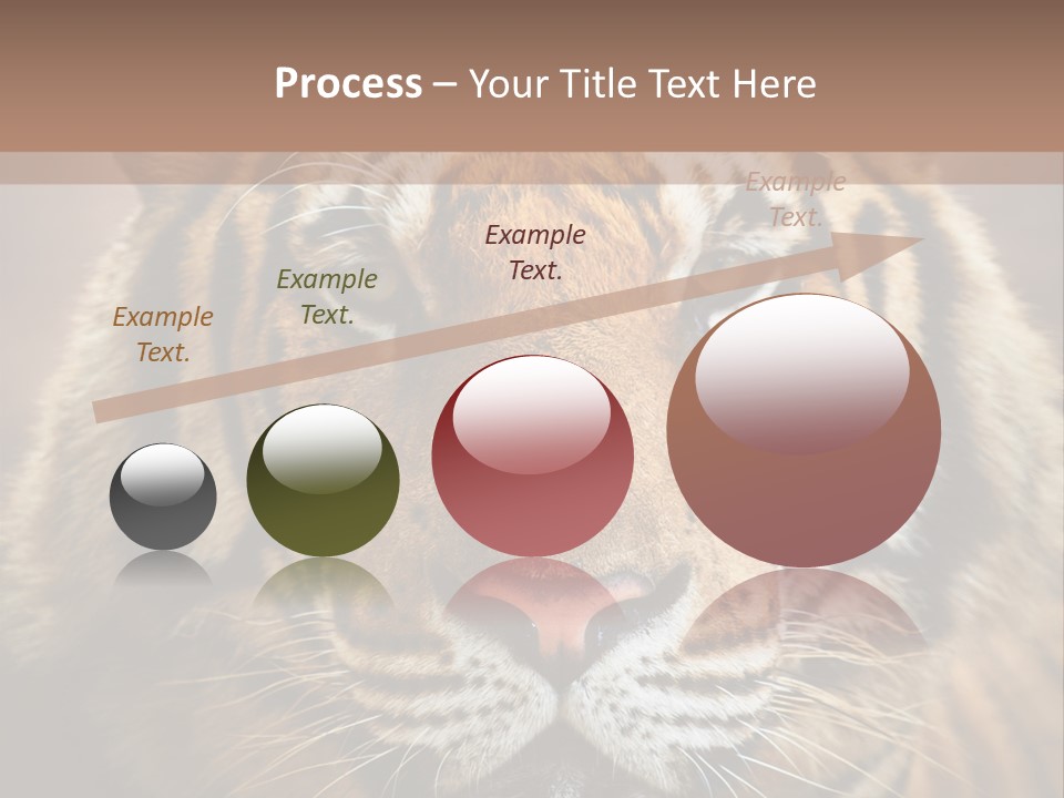 Tiger Page Closeup Safari PowerPoint Template