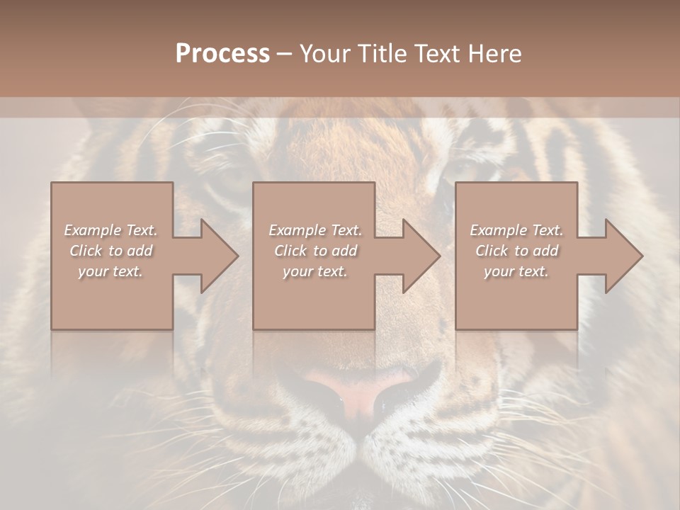 Tiger Page Closeup Safari PowerPoint Template
