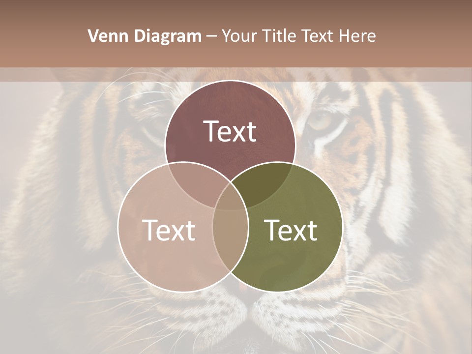 Tiger Page Closeup Safari PowerPoint Template