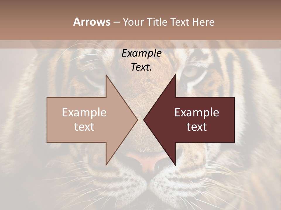 Tiger Page Closeup Safari PowerPoint Template
