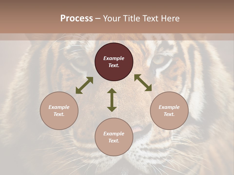 Tiger Page Closeup Safari PowerPoint Template