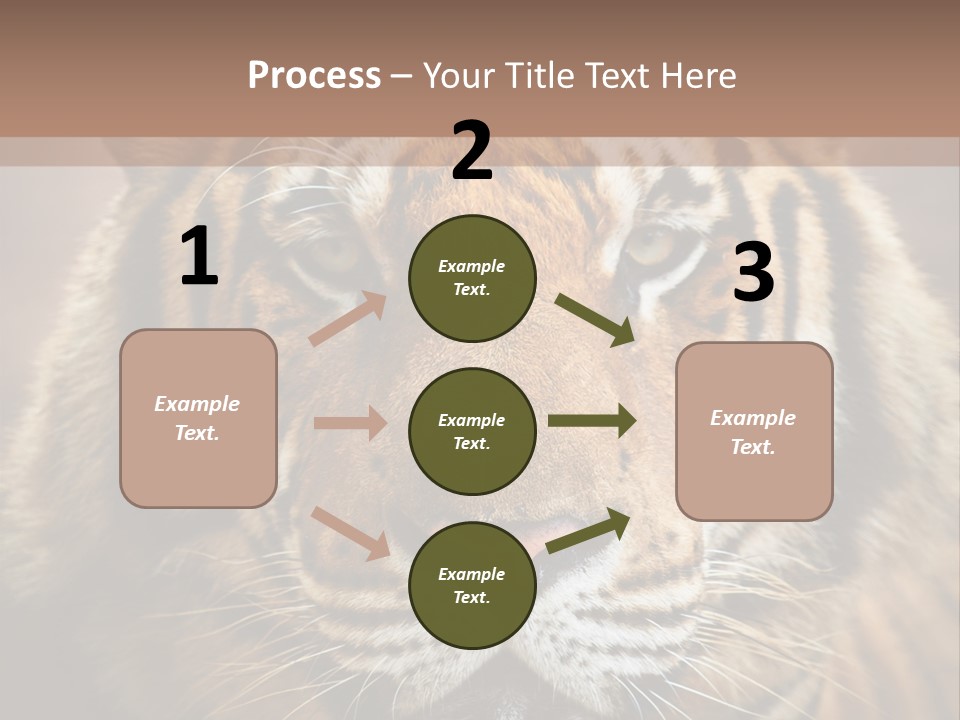 Tiger Page Closeup Safari PowerPoint Template
