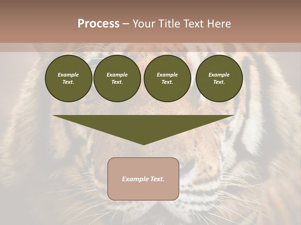 Tiger Page Closeup Safari PowerPoint Template