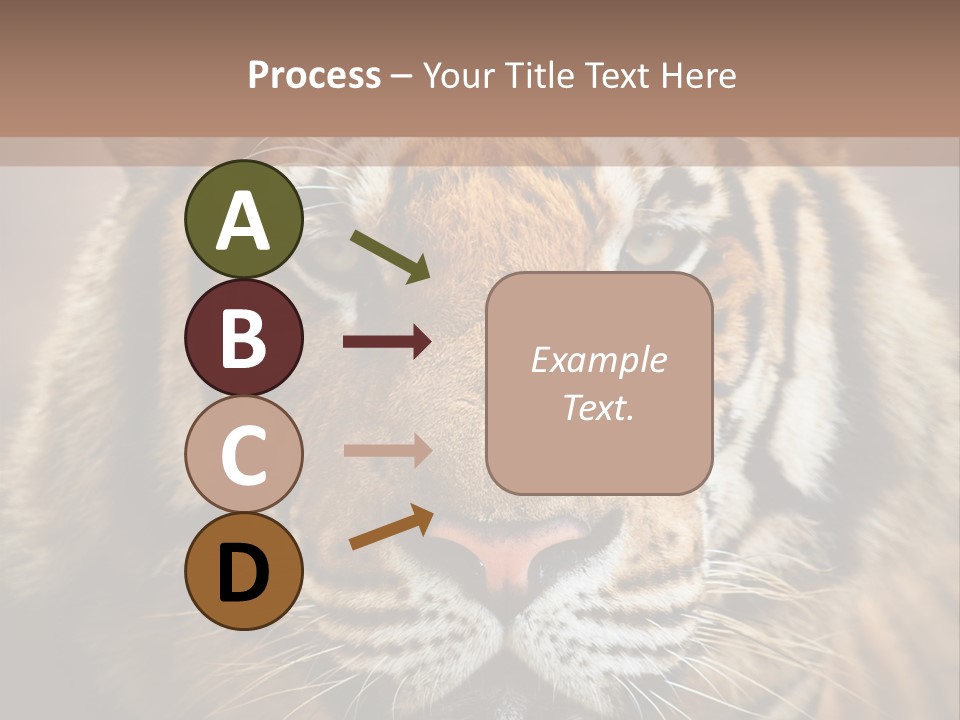 Tiger Page Closeup Safari PowerPoint Template