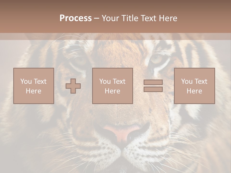 Tiger Page Closeup Safari PowerPoint Template