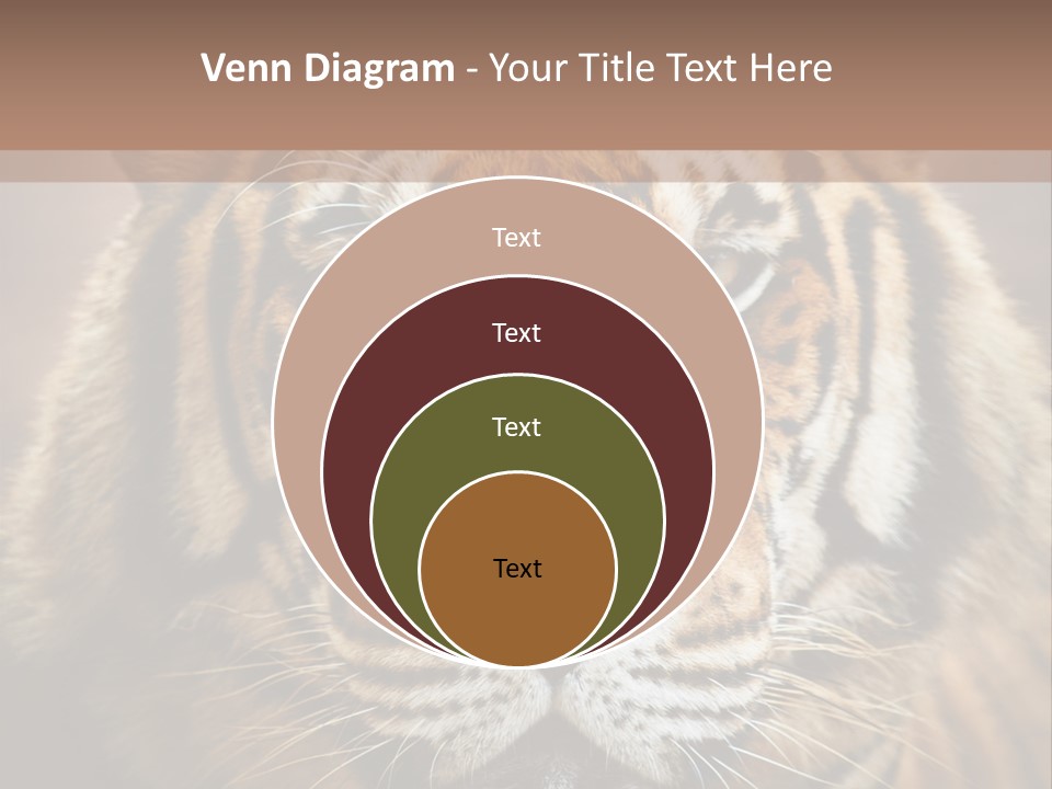 Tiger Page Closeup Safari PowerPoint Template