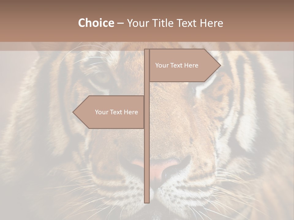 Tiger Page Closeup Safari PowerPoint Template