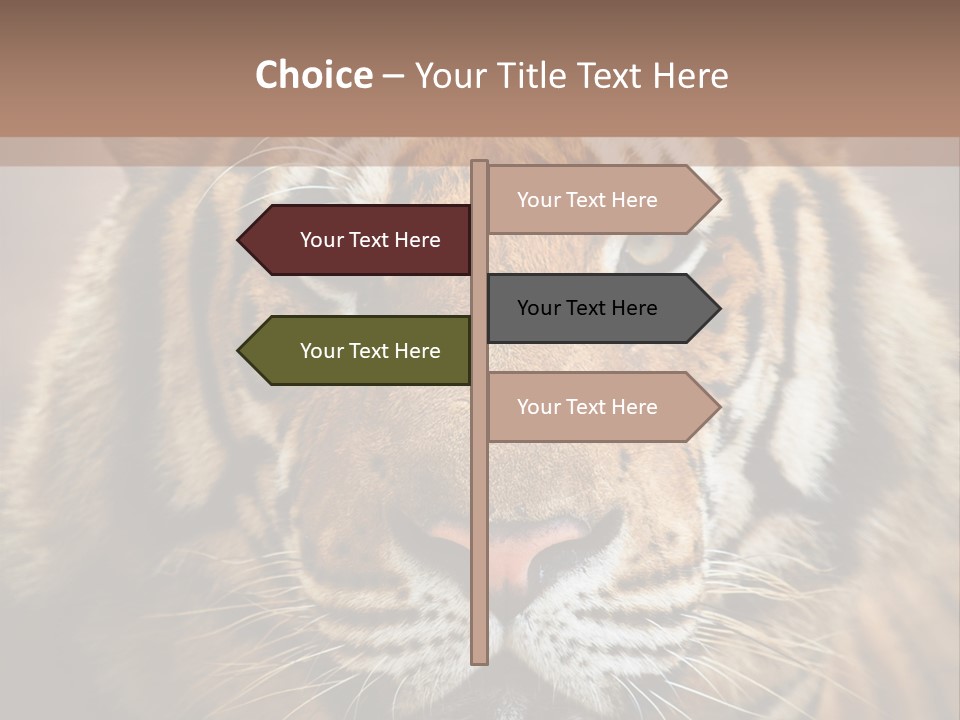 Tiger Page Closeup Safari PowerPoint Template
