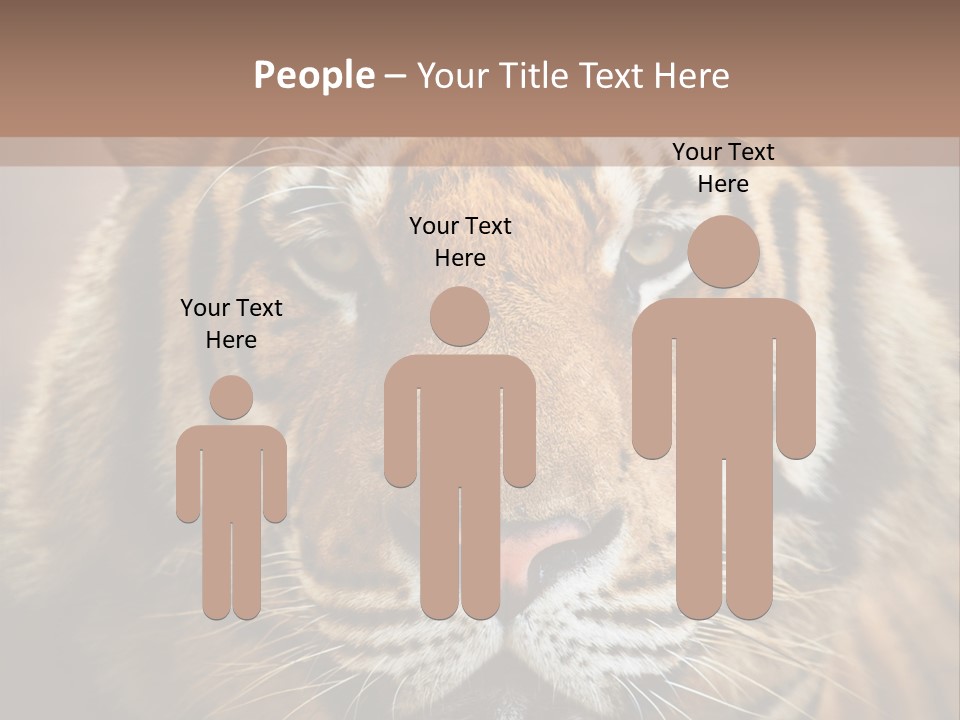 Tiger Page Closeup Safari PowerPoint Template