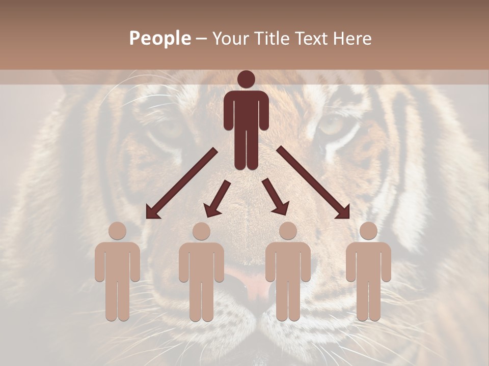 Tiger Page Closeup Safari PowerPoint Template