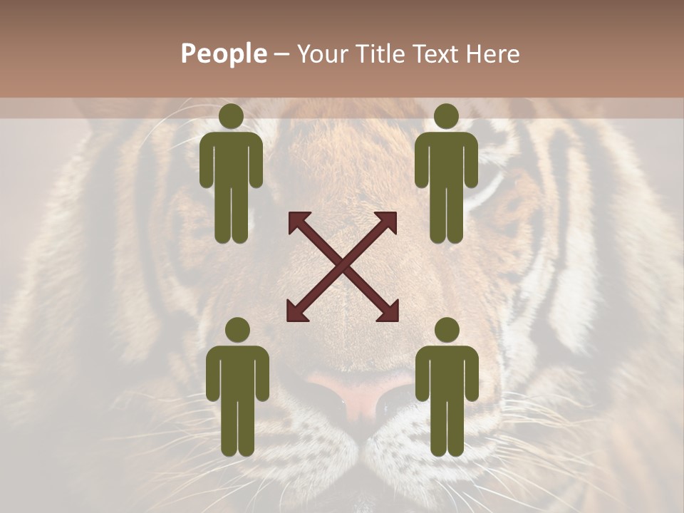 Tiger Page Closeup Safari PowerPoint Template