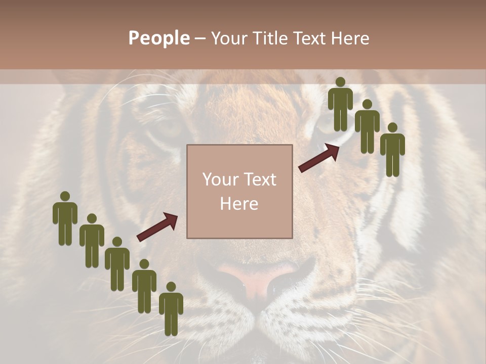 Tiger Page Closeup Safari PowerPoint Template
