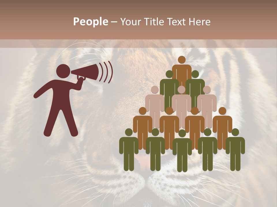 Tiger Page Closeup Safari PowerPoint Template