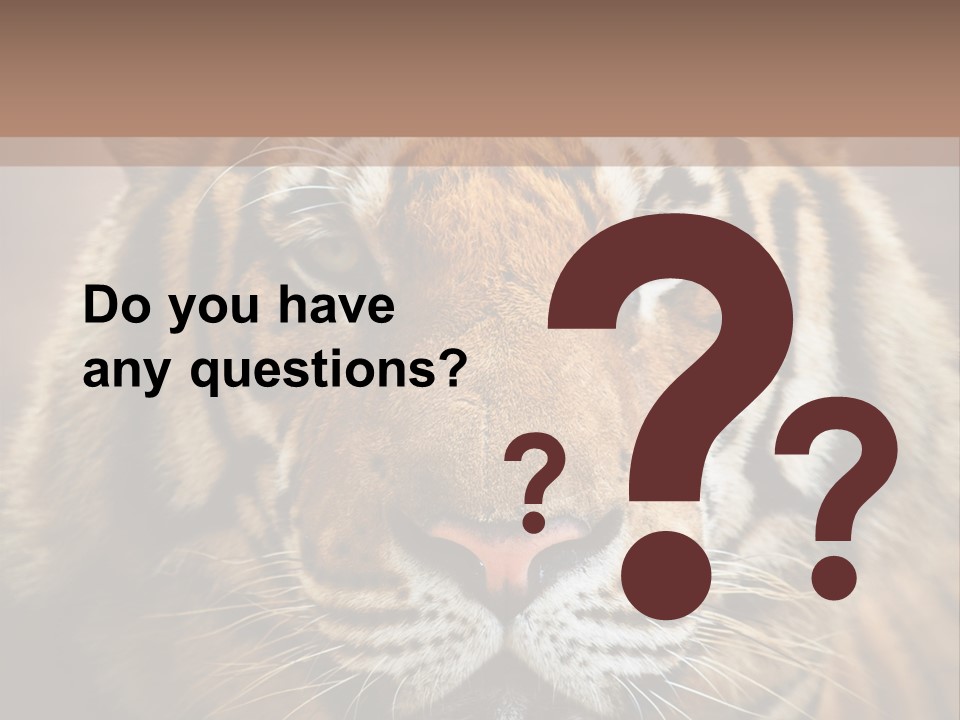 Tiger Page Closeup Safari PowerPoint Template
