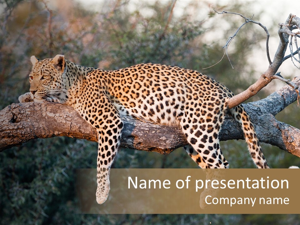 Botswana Well Fed Chitabe Camp PowerPoint Template