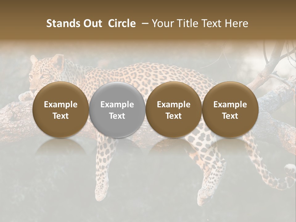 Botswana Well Fed Chitabe Camp PowerPoint Template