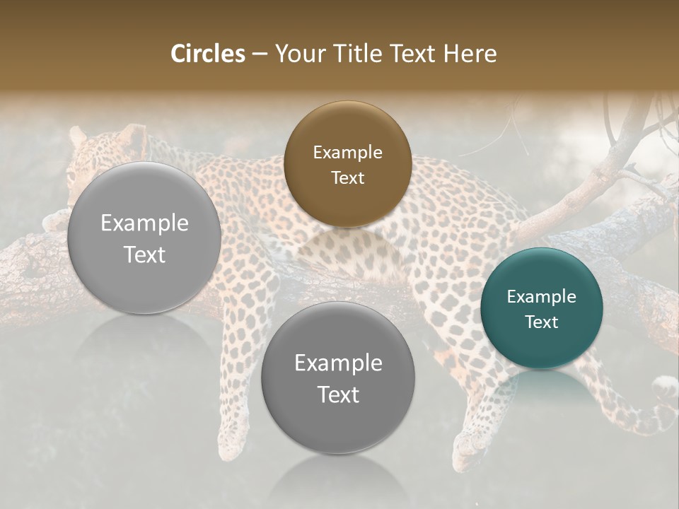 Botswana Well Fed Chitabe Camp PowerPoint Template