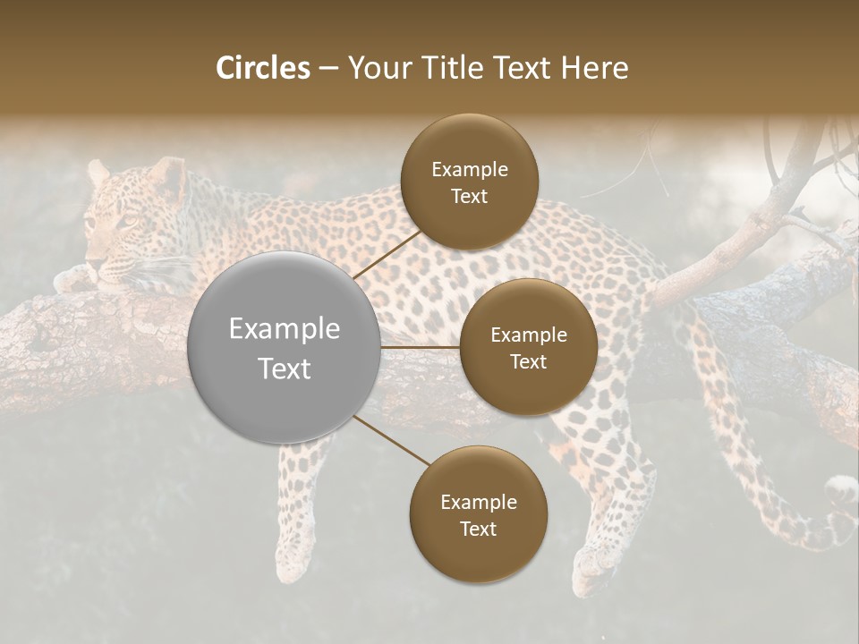 Botswana Well Fed Chitabe Camp PowerPoint Template