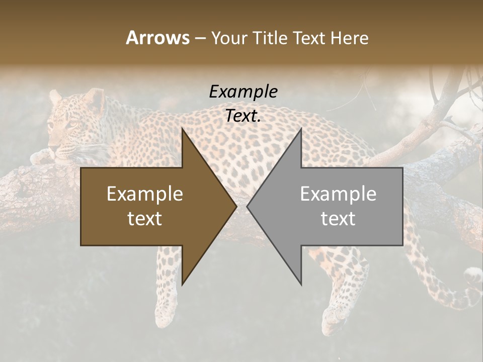 Botswana Well Fed Chitabe Camp PowerPoint Template