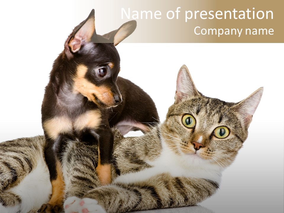 Friendly Lovely Look PowerPoint Template